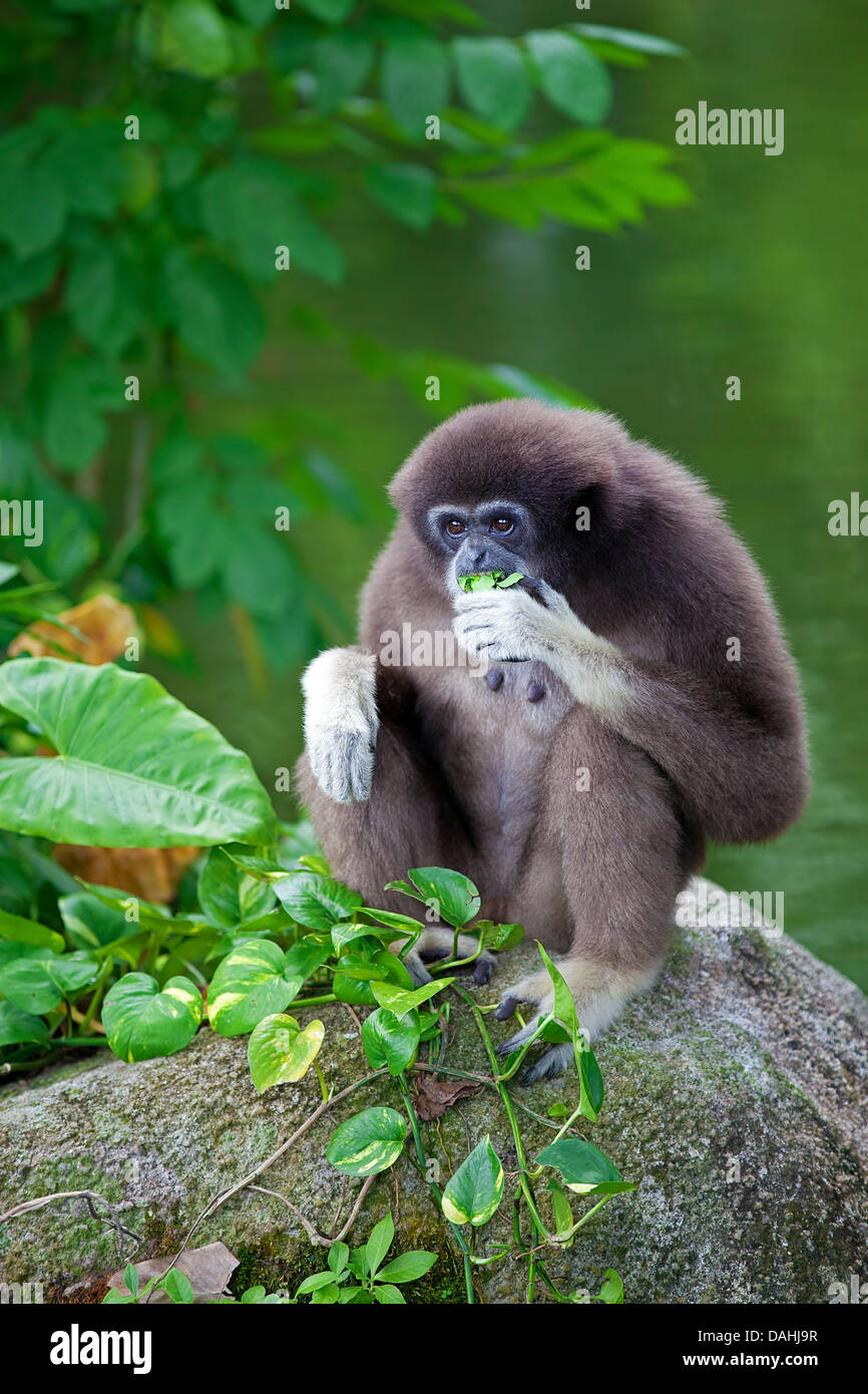 Gibbon Monkey Stock Photo
