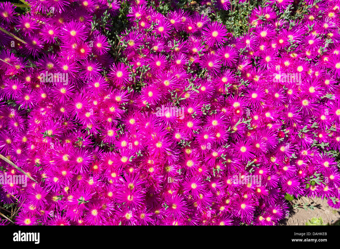 Kingswear, Devon, England. July 9th 2013. A Lampranthus Multiradiatus or its common name of  Roosvygie. Stock Photo