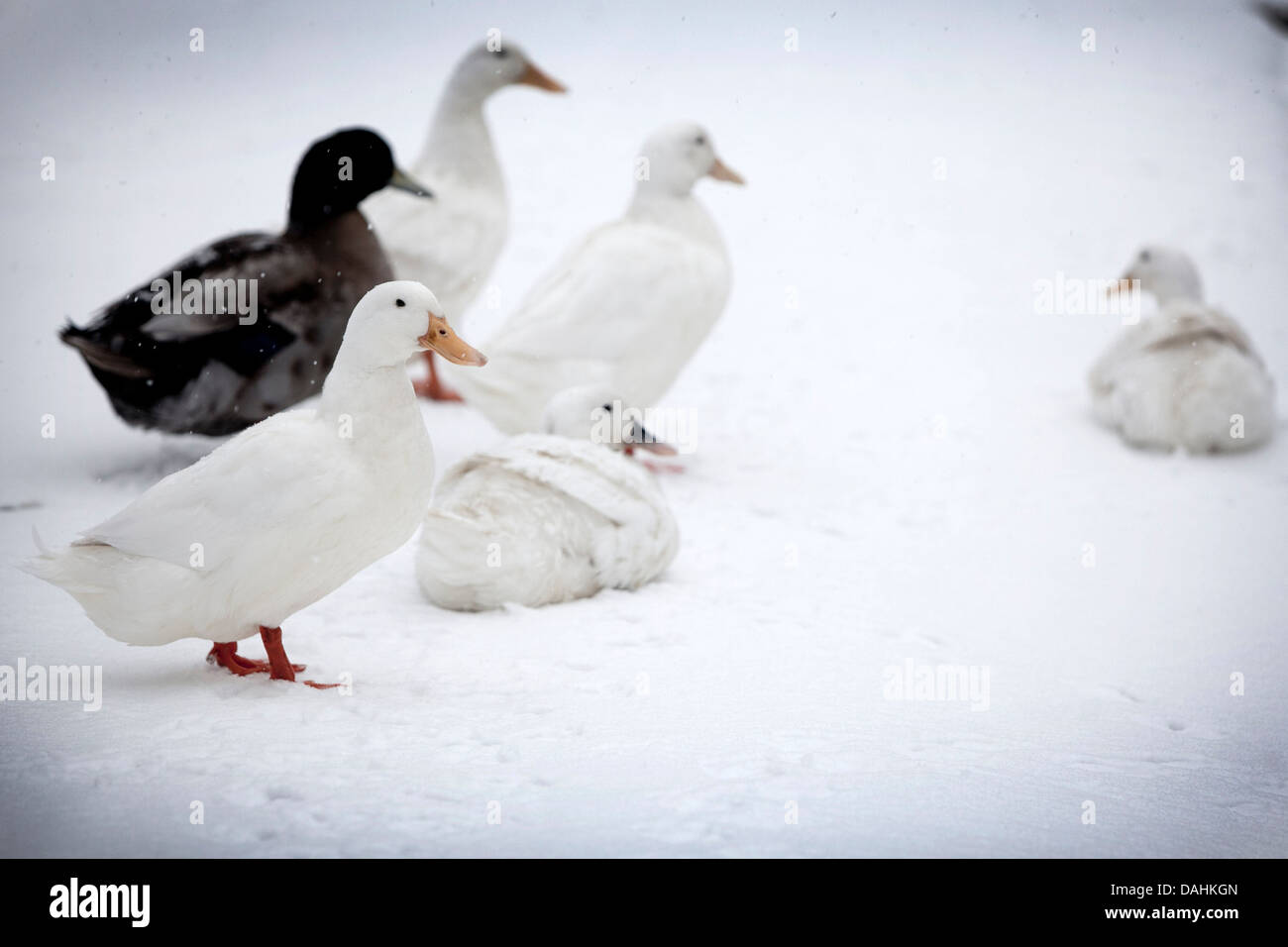 Ducks and geese birds in snow winter Stock Photo