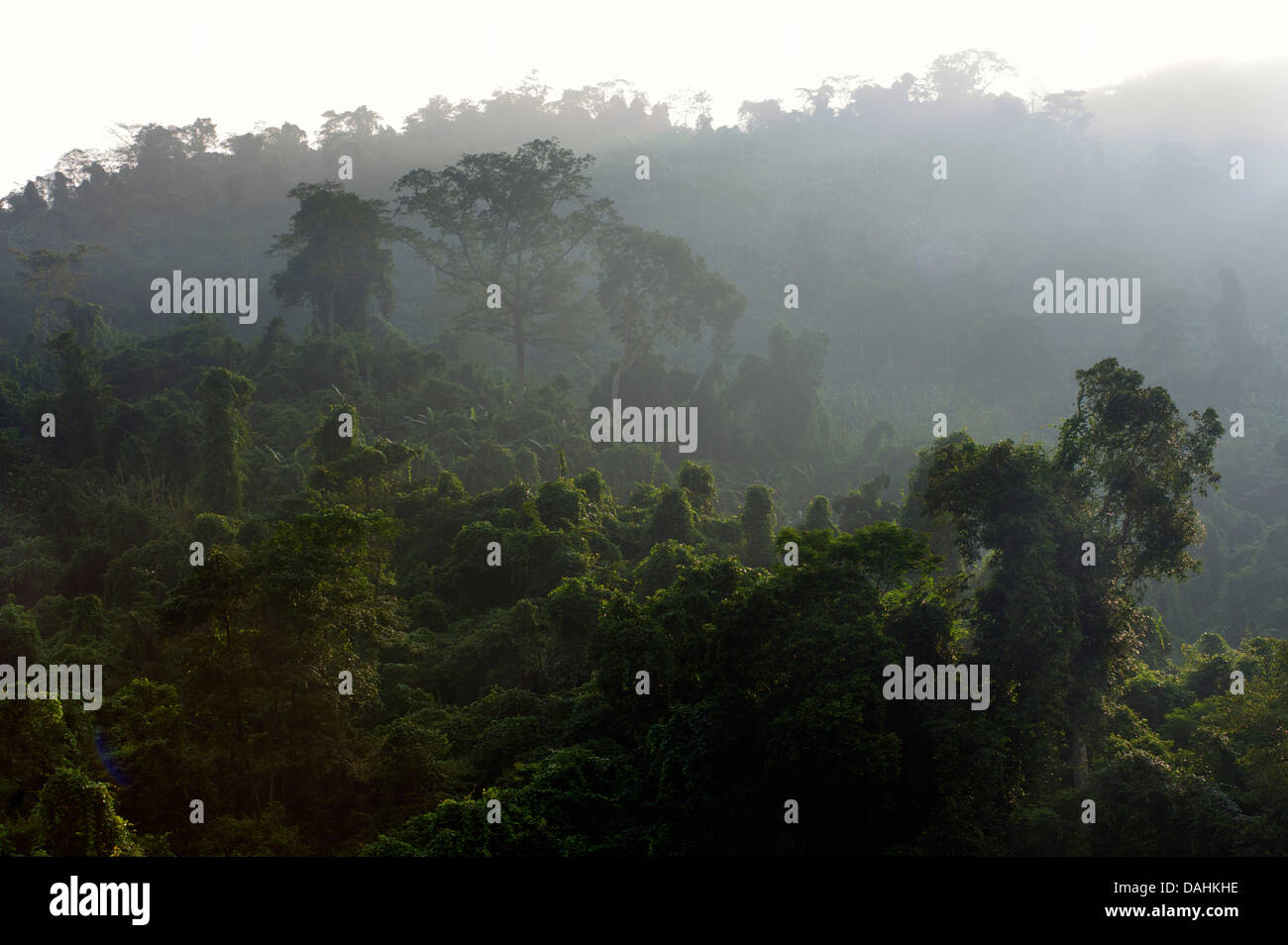 Vietnam forest hi-res stock photography and images - Alamy