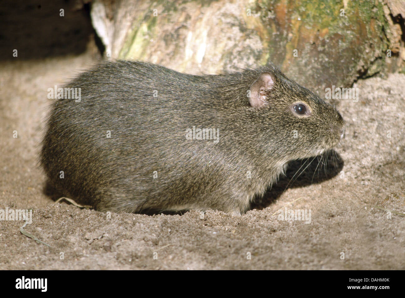 brazilian guinea pig, cavia aperea Stock Photo