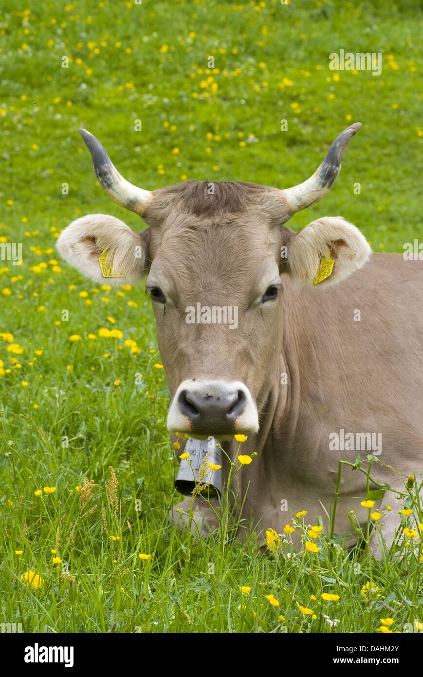 cow with cowbell on grazing land Stock Photo