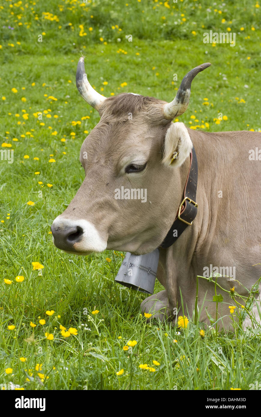 cow with cowbell on grazing land Stock Photo