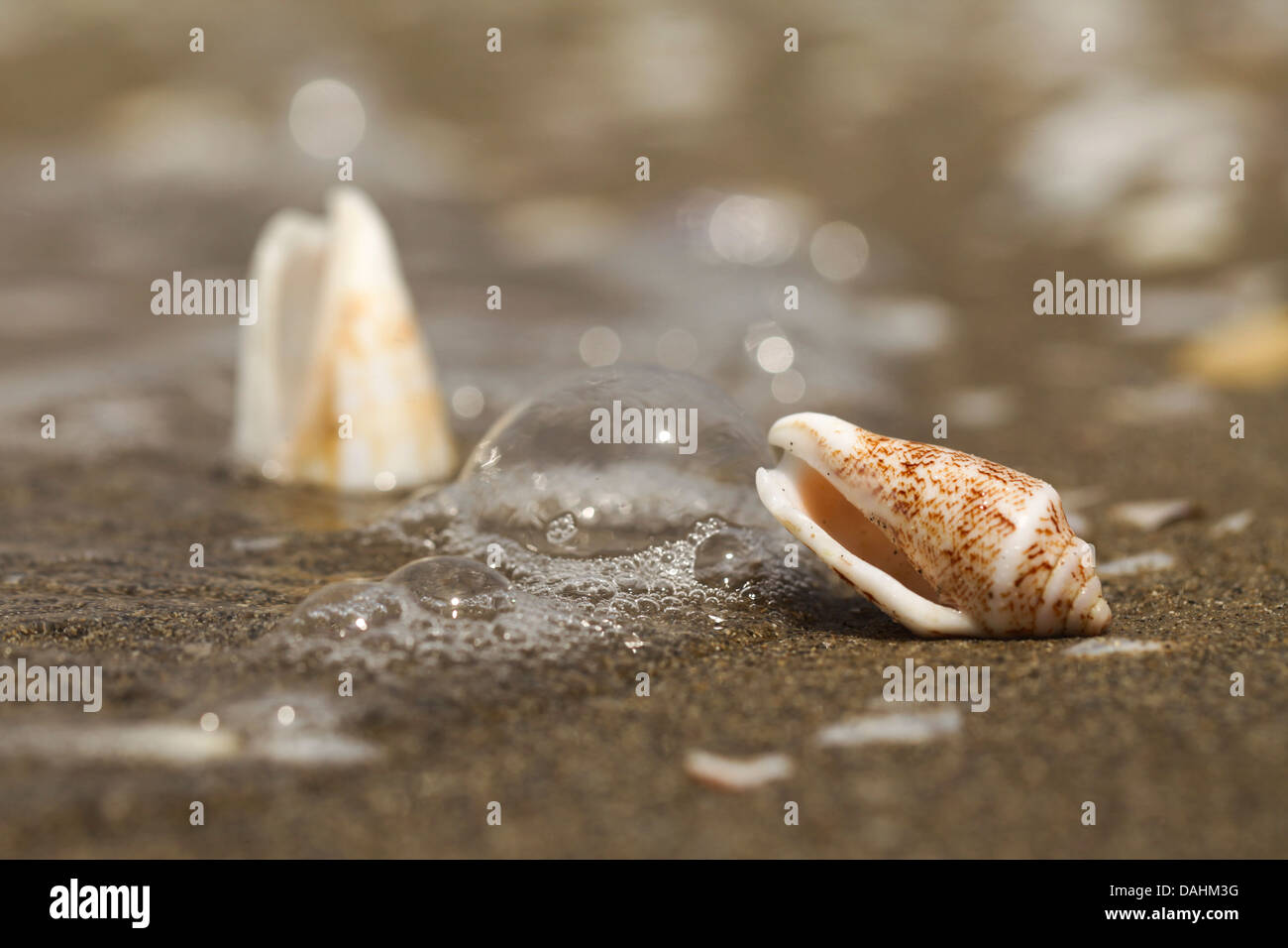 Cone shell. Shell of a Mediterranean cone snail (Conus ventricosus) on the beach. Stock Photo