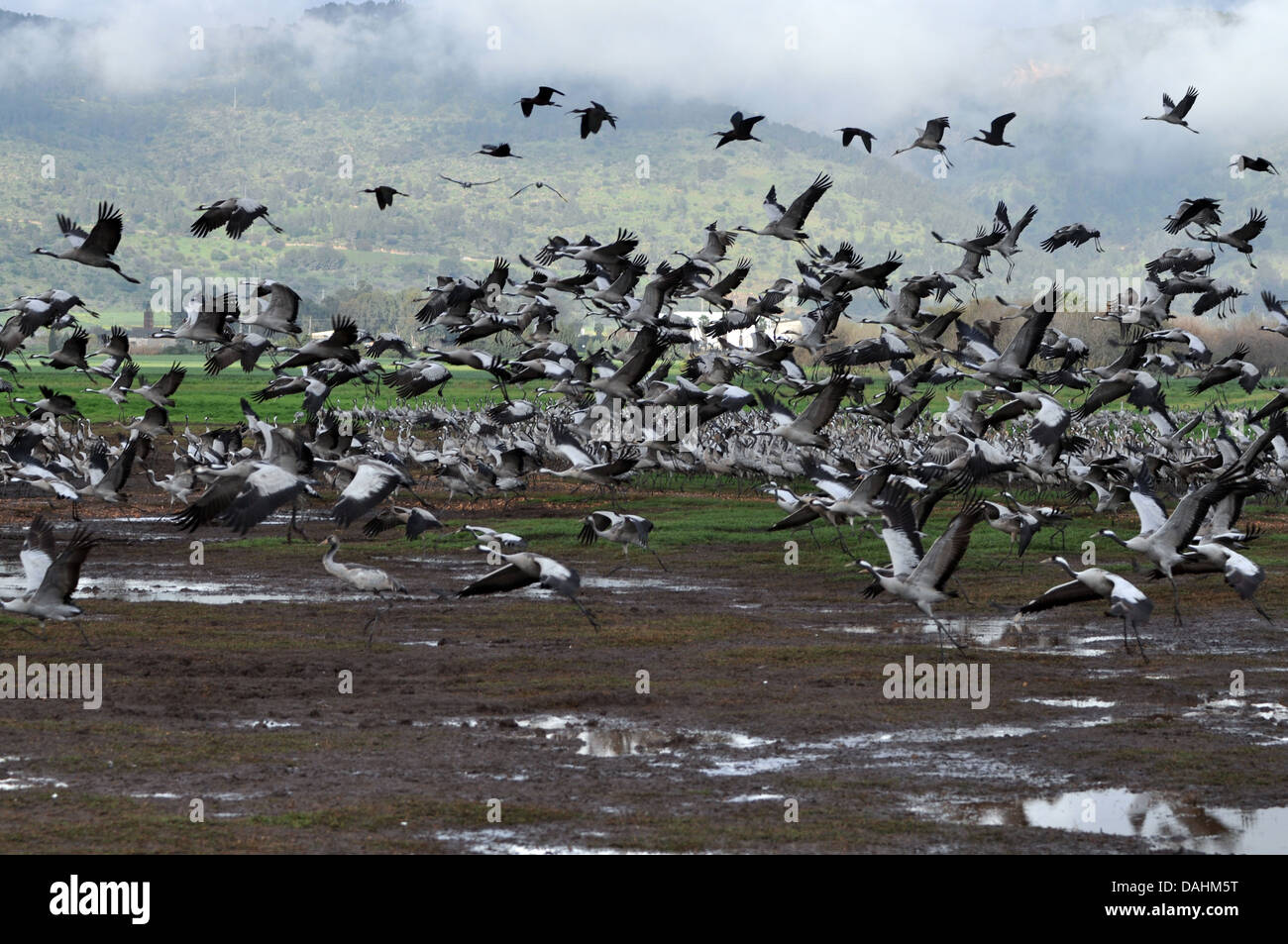 a large flock of Common crane (Grus grus) Silhouetted at dawn. Large migratory crane species that lives in wet meadows and marsh Stock Photo