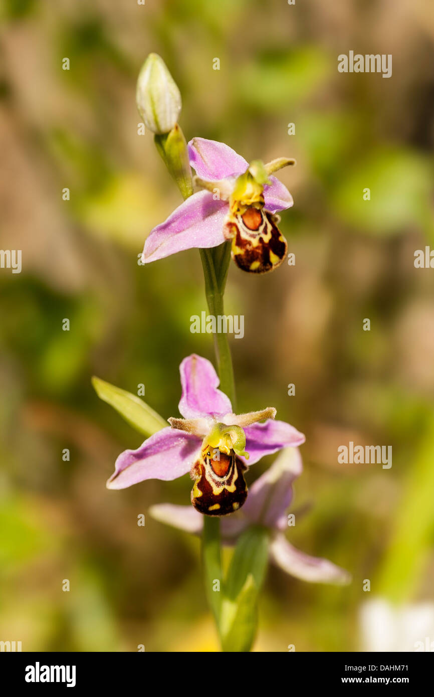 Bee Orchid - Ophrys apifera Stock Photo