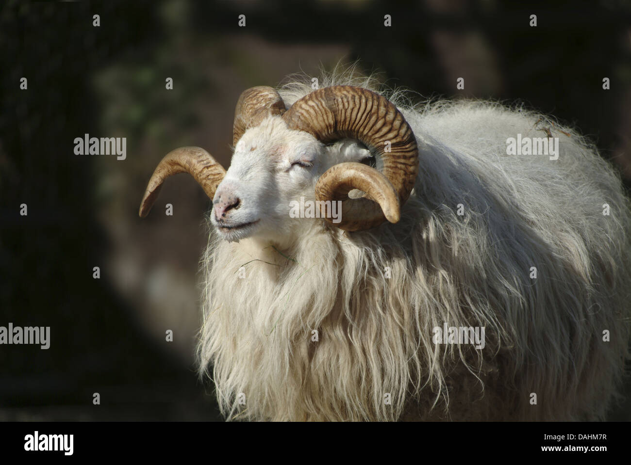 skudde sheep, ovis aries Stock Photo
