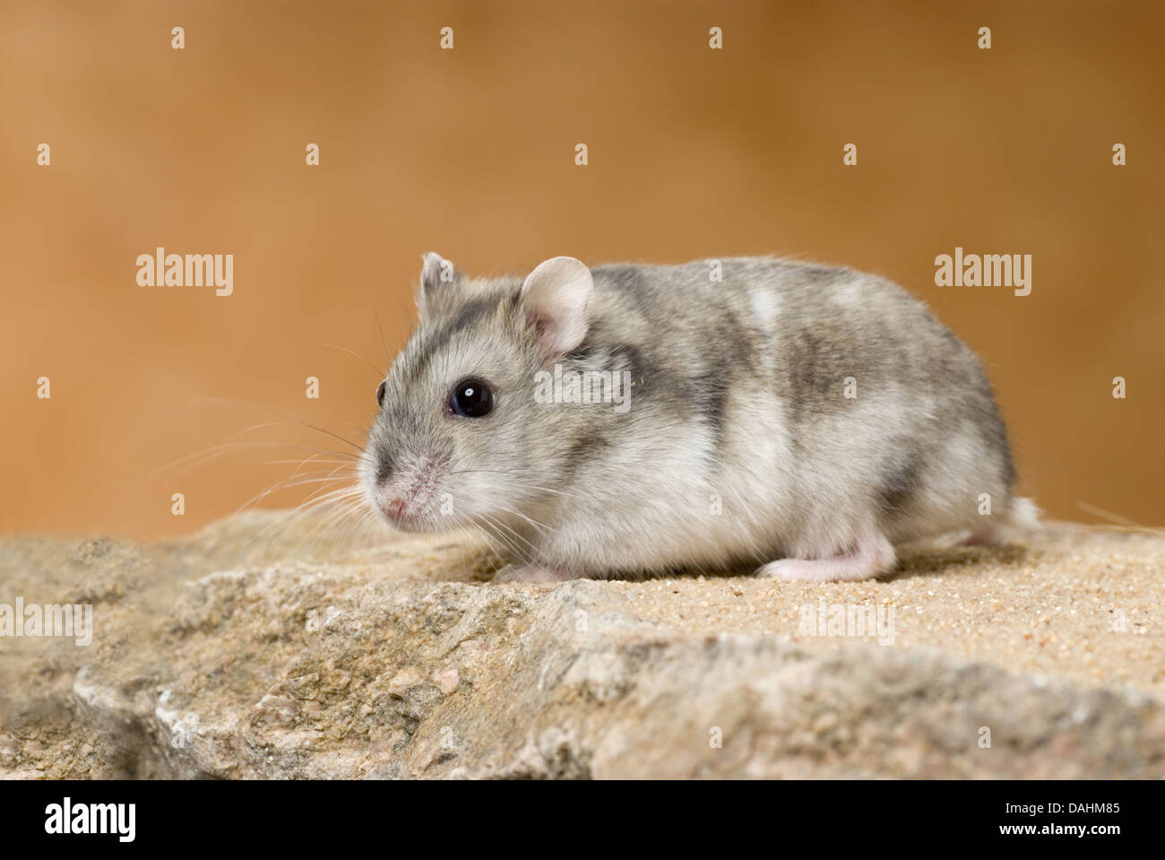 djungarian hamster, phodopus sungorus Stock Photo