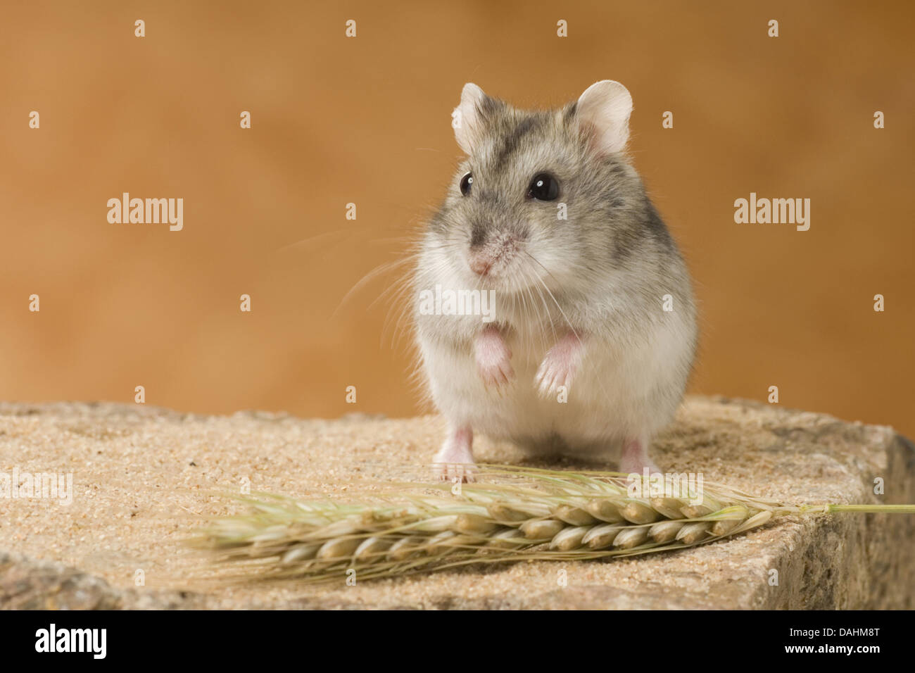 djungarian hamster, phodopus sungorus Stock Photo Alamy