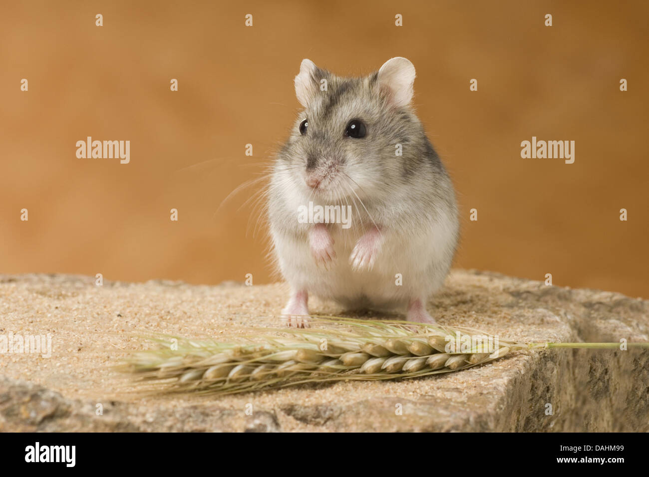 djungarian hamster, phodopus sungorus Stock Photo