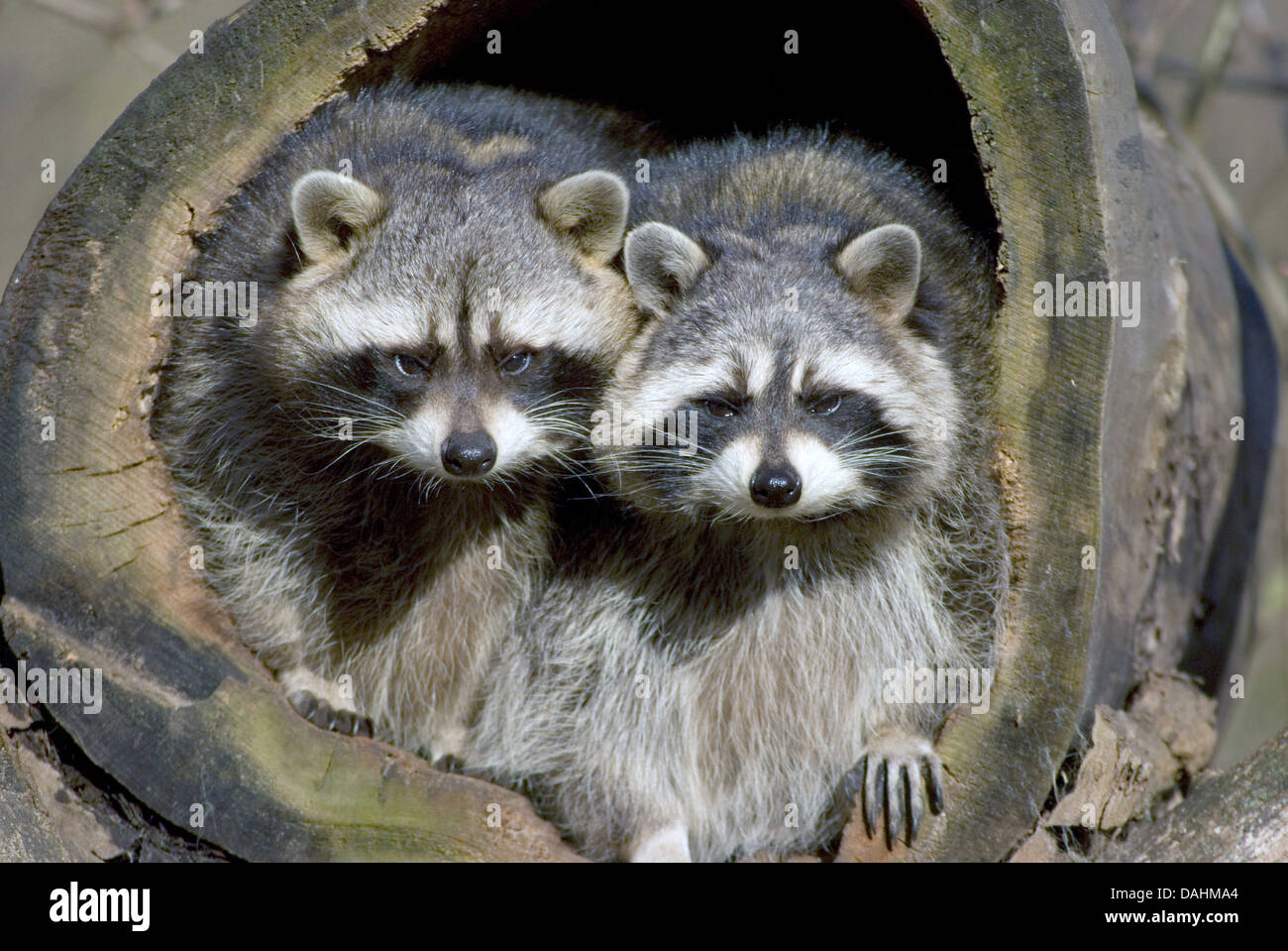 raccoons, procyon lotor Stock Photo