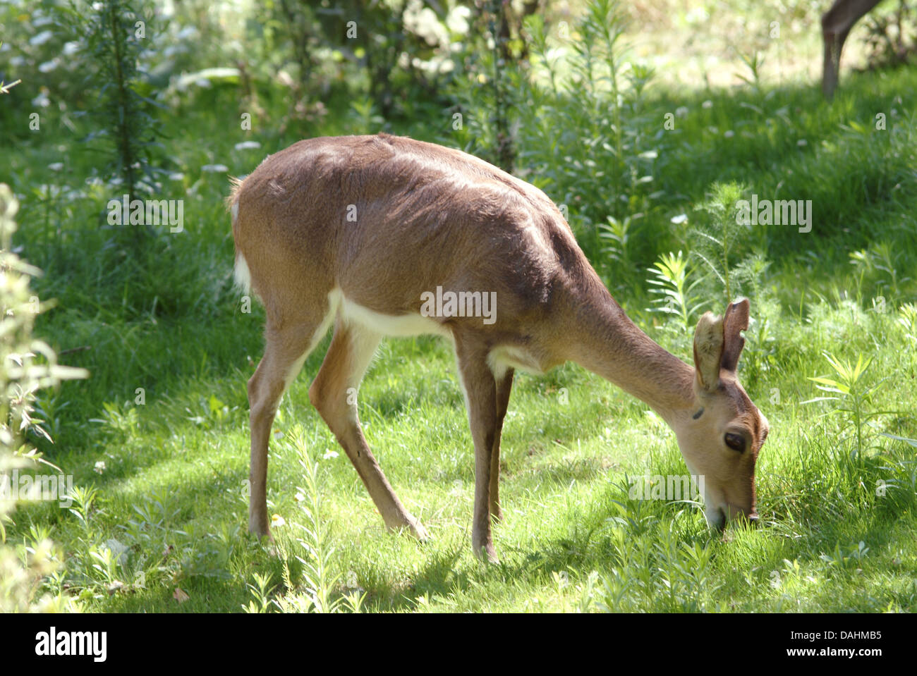 mountain reedbuck, redunca fulvorufula Stock Photo Alamy