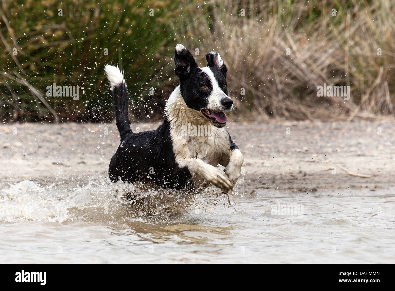 Jake - swimming dog Stock Photo