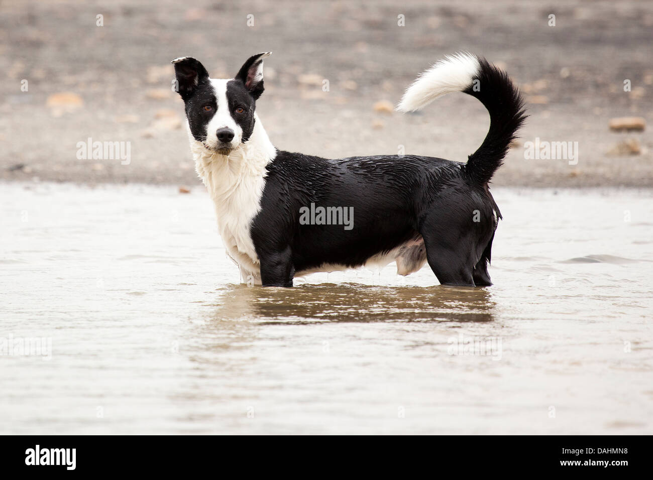 Jake - swimming dog Stock Photo