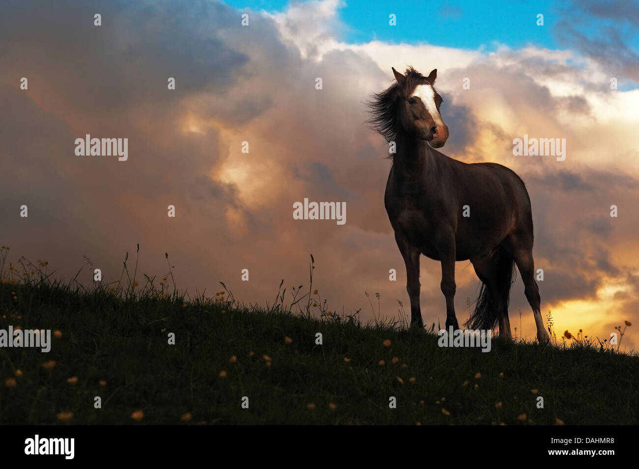 Stormy horse at sunset Stock Photo