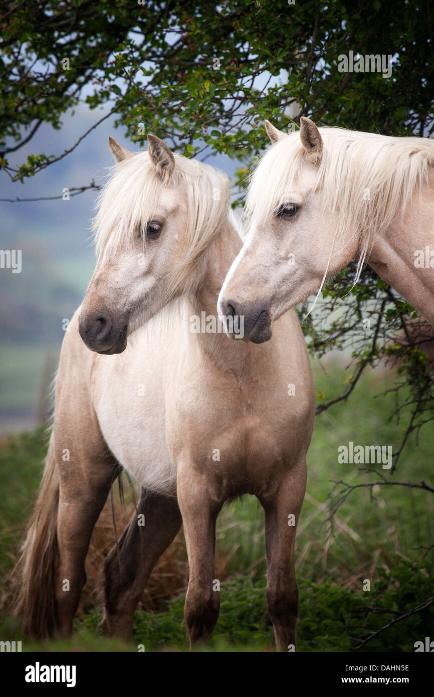 Welsh Mountain Ponies Stock Photo Alamy