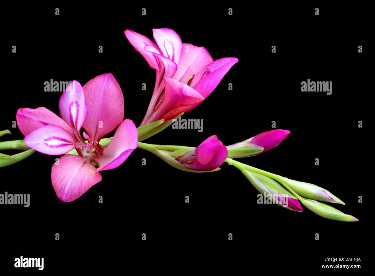 Pink lily on a black background Stock Photo - Alamy