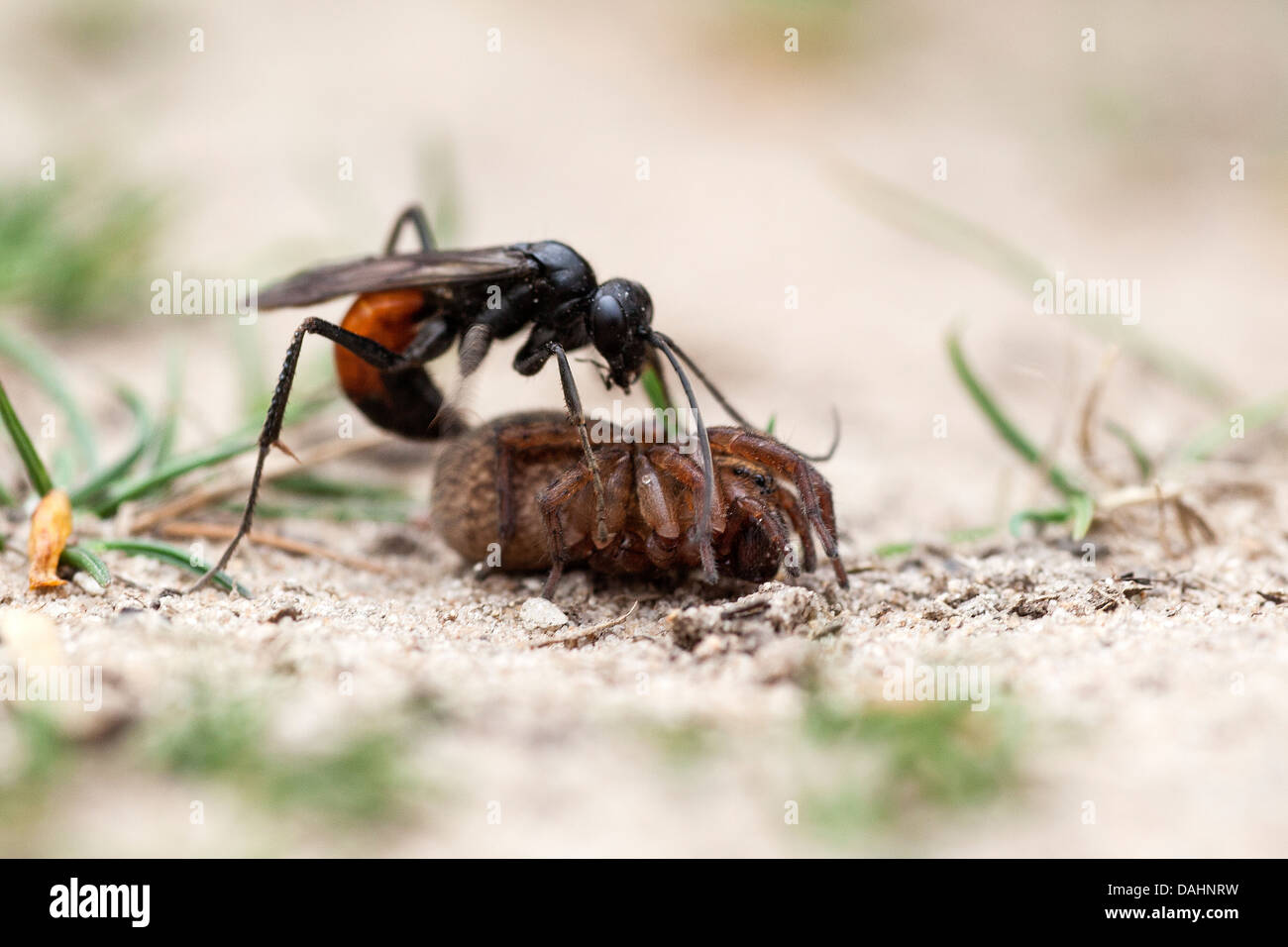 Spider Hunting Wasp - Priocnemis perturbator Stock Photo