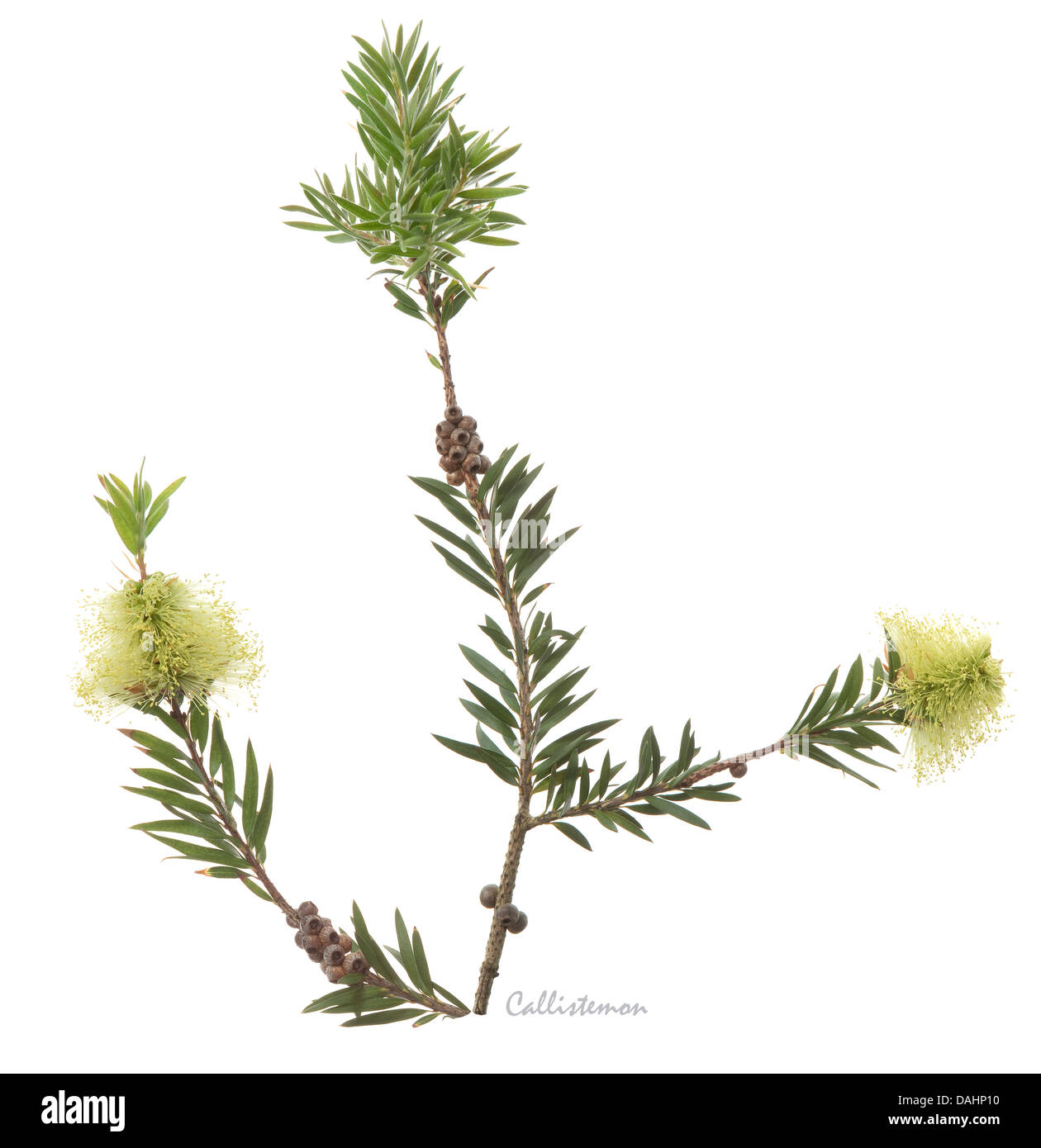 Bottlebrush (Callistemon sp.) flower fruit and leaves on the white background West Yorkshire England UK Europe July Stock Photo