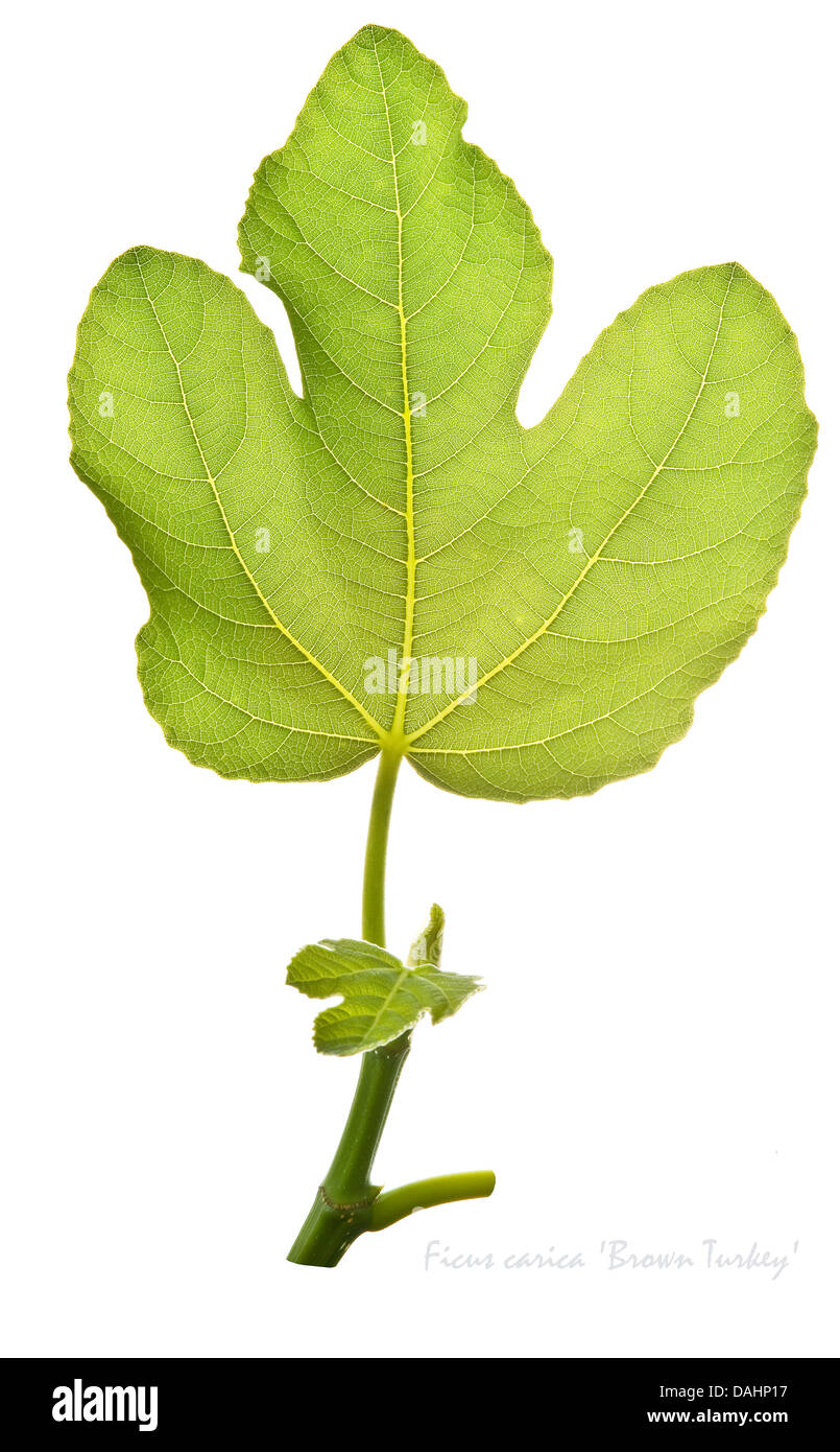 Fig (Ficus carica) 'Brown Turkey' leaves on the white background July England UK Europe Stock Photo