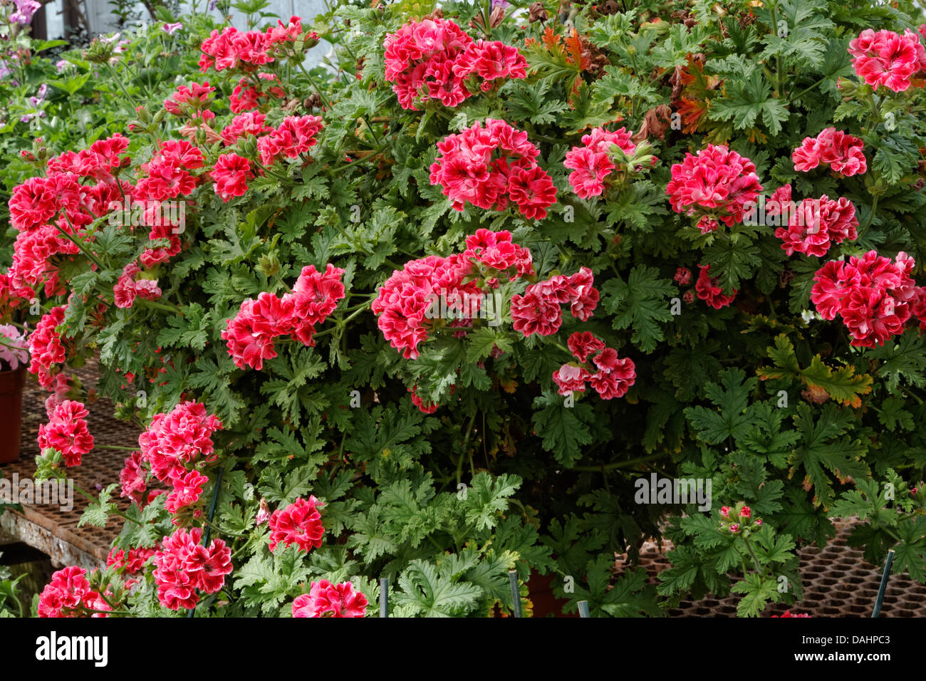 Red geranium - cranesbills Stock Photo - Alamy