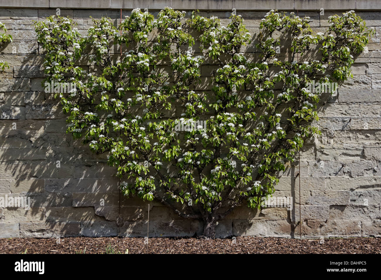 Fan trained espalier hires stock photography and images Alamy