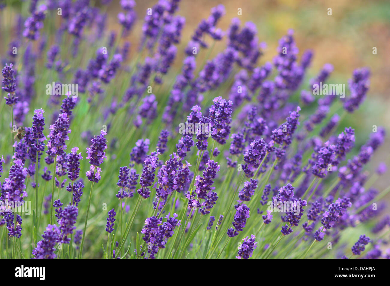 Lavender blossom close up fragrant Lavandula angustifolia Stock Photo
