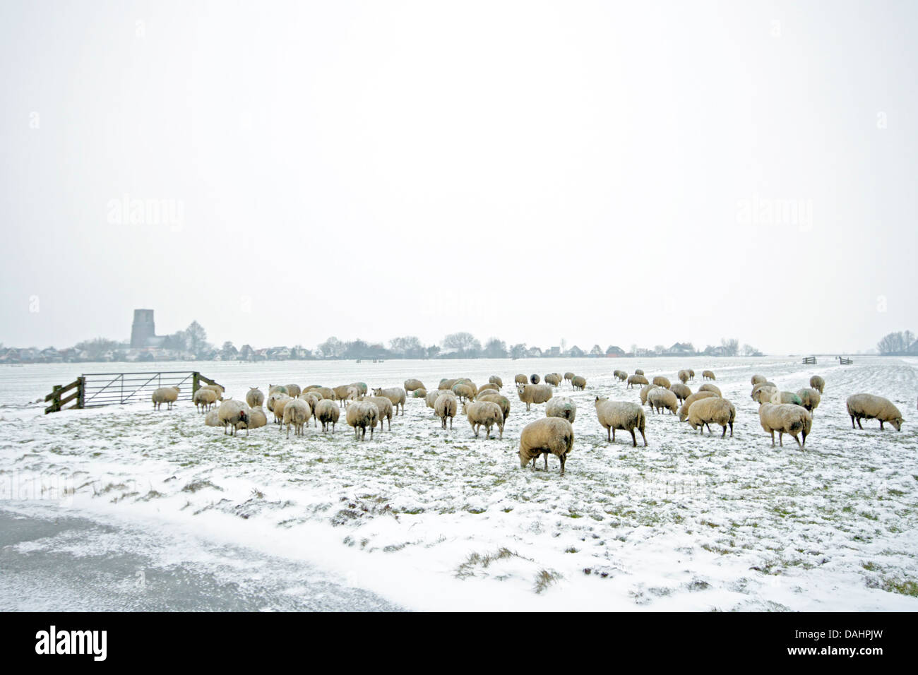 Sheep in the countryside from the Netherlands in winter Stock Photo