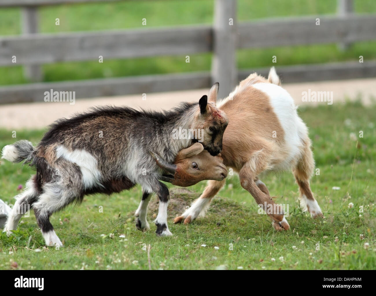 Goat Clashing two young goats fighting in the ranch yard Stock Photo - Alamy