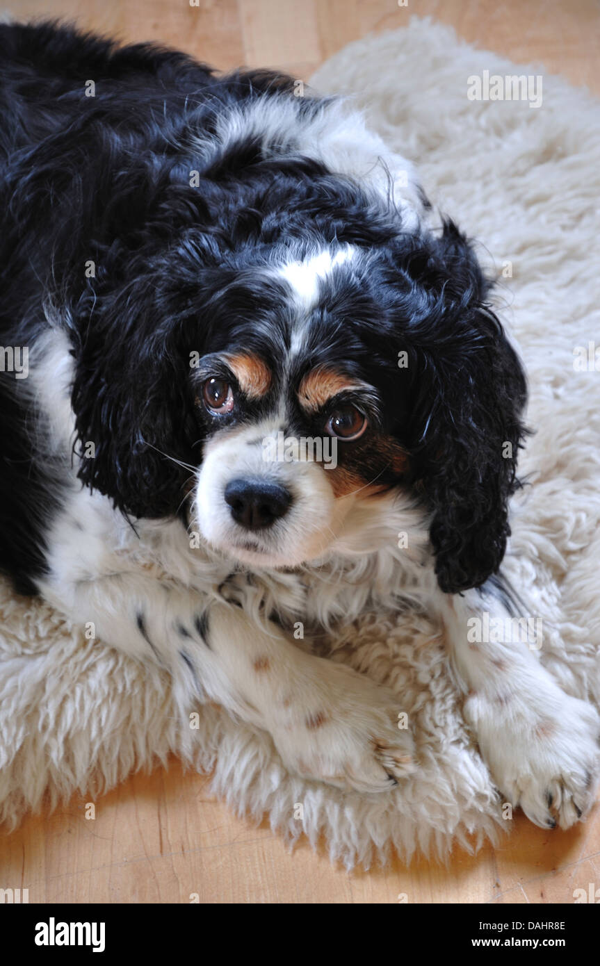 Do Dogs Like Sheepskin Rugs