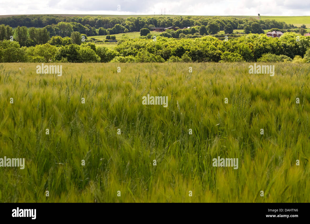 Summer barley field Stock Photo Alamy