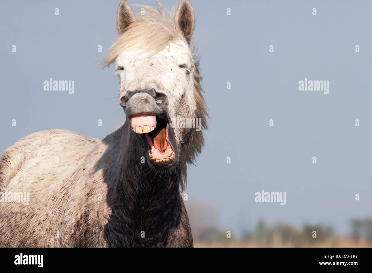 Horse making funny face and showing teeth Stock Photo