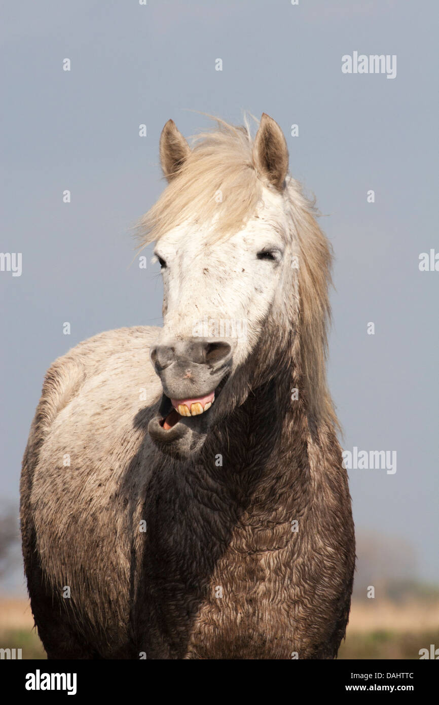 Camargue horse horse making funny face Stock Photo