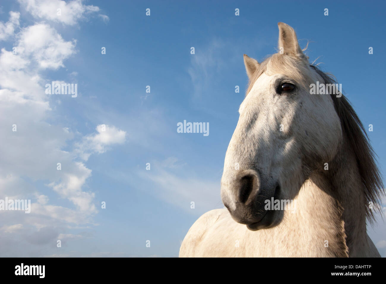 Camargue horse head close up Stock Photo