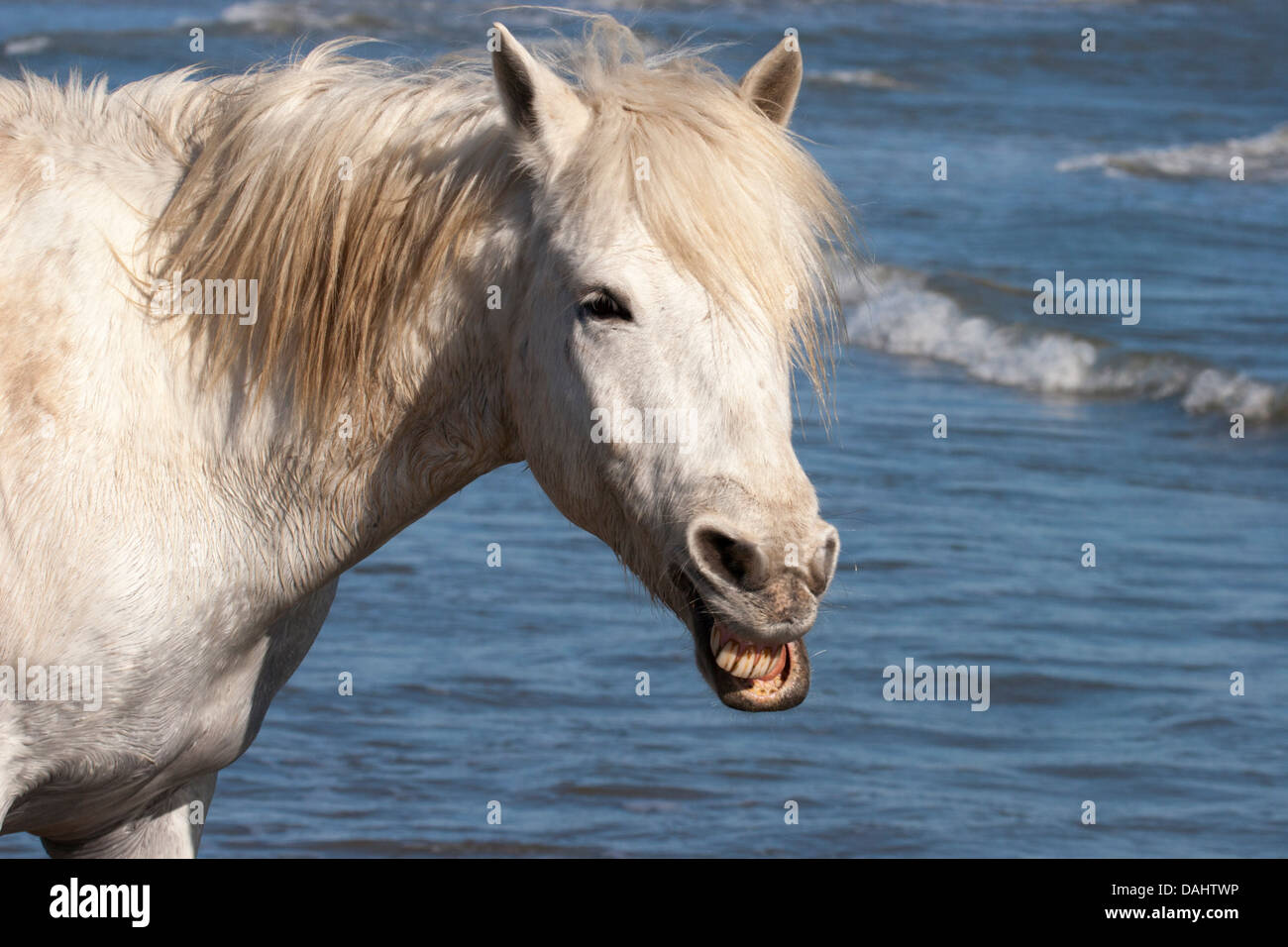 Camargue horse making funny face, showing teeth. France Stock Photo