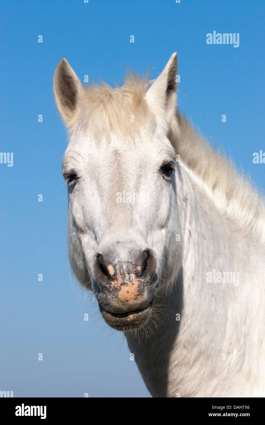 Camargue horse winking, clear blue sky background Stock Photo