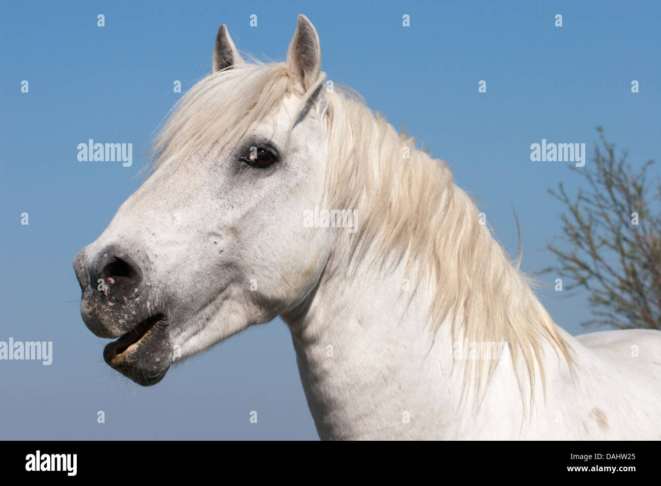 Camargue stallion portrait, head close up, in south of France Stock Photo