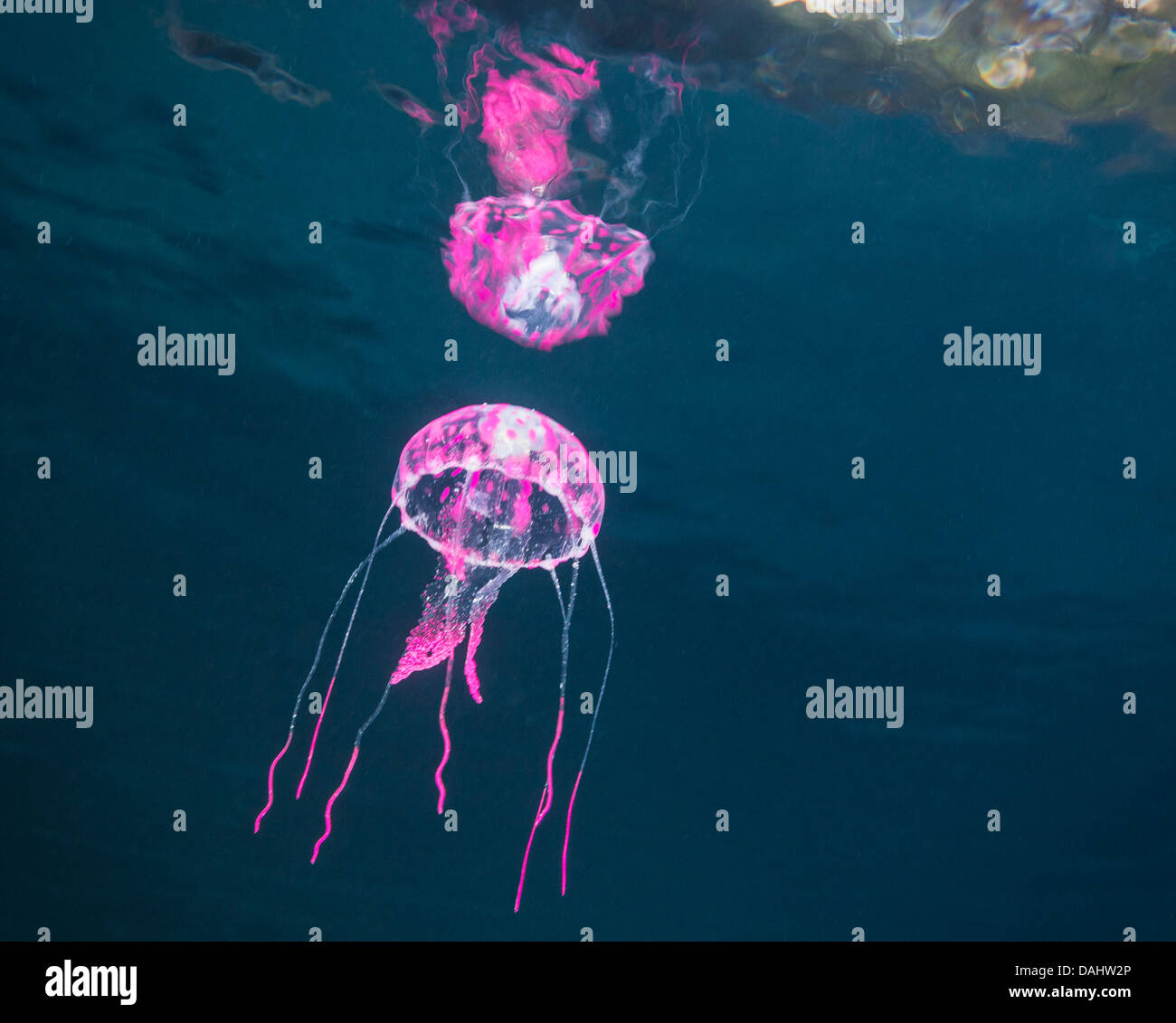 Prop jellyfish in a swimming pool Stock Photo