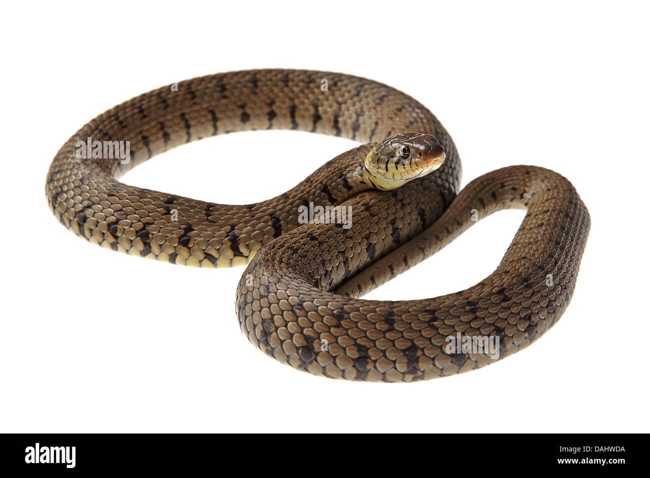 Grass snake (Natrix natrix)  on white background Stock Photo
