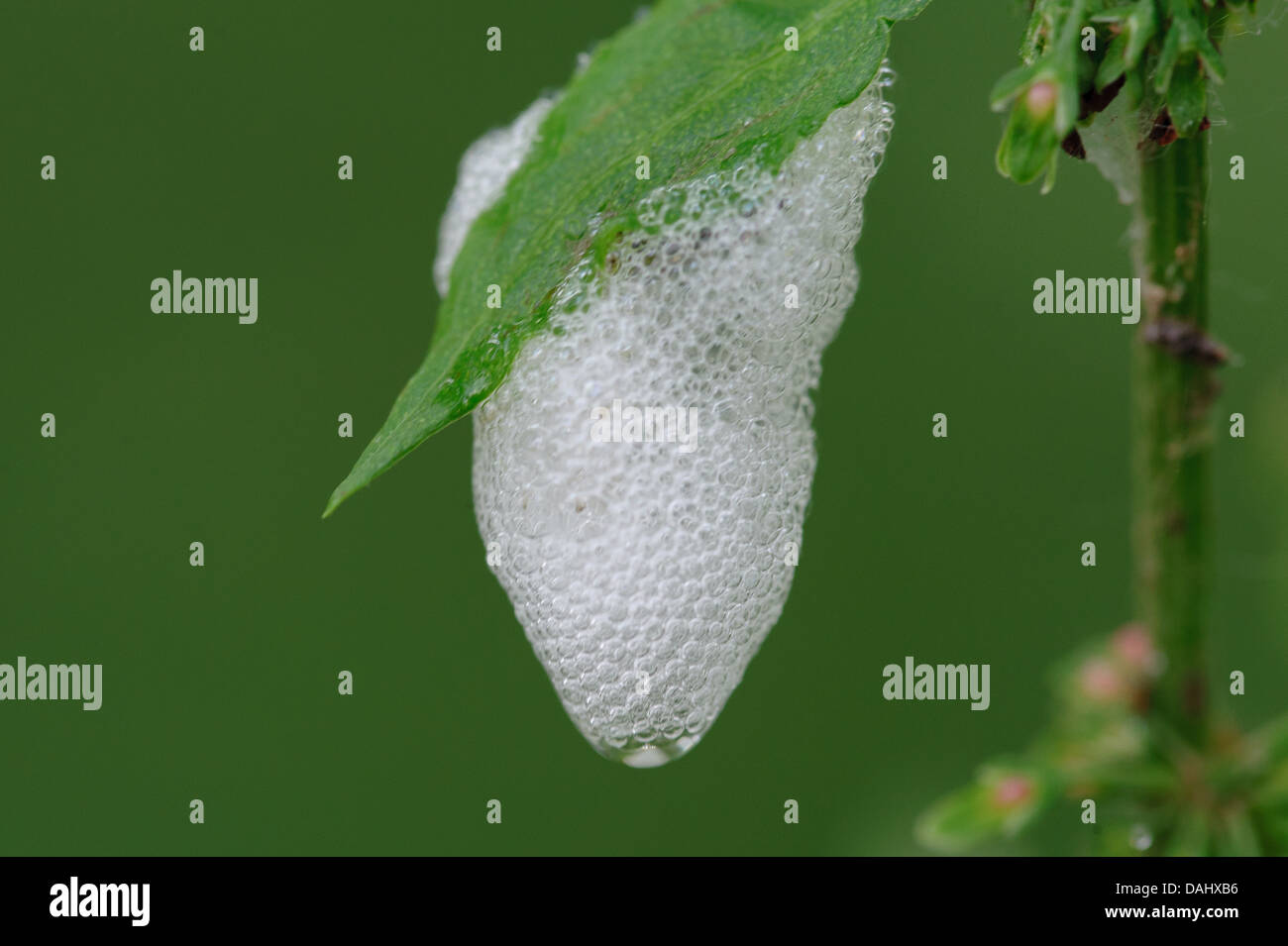 Cuckoo spit is a white frothy liquid secreted by the immature nymphs of a sap-sucking insect known as a froghopper Stock Photo