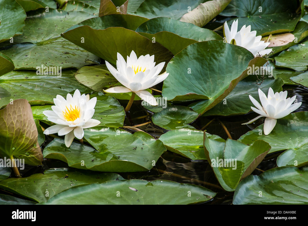 European White Waterlily, White Lotus, or Nenuphar, is an aquatic flowering plant of the family Nymphaeaceae Stock Photo