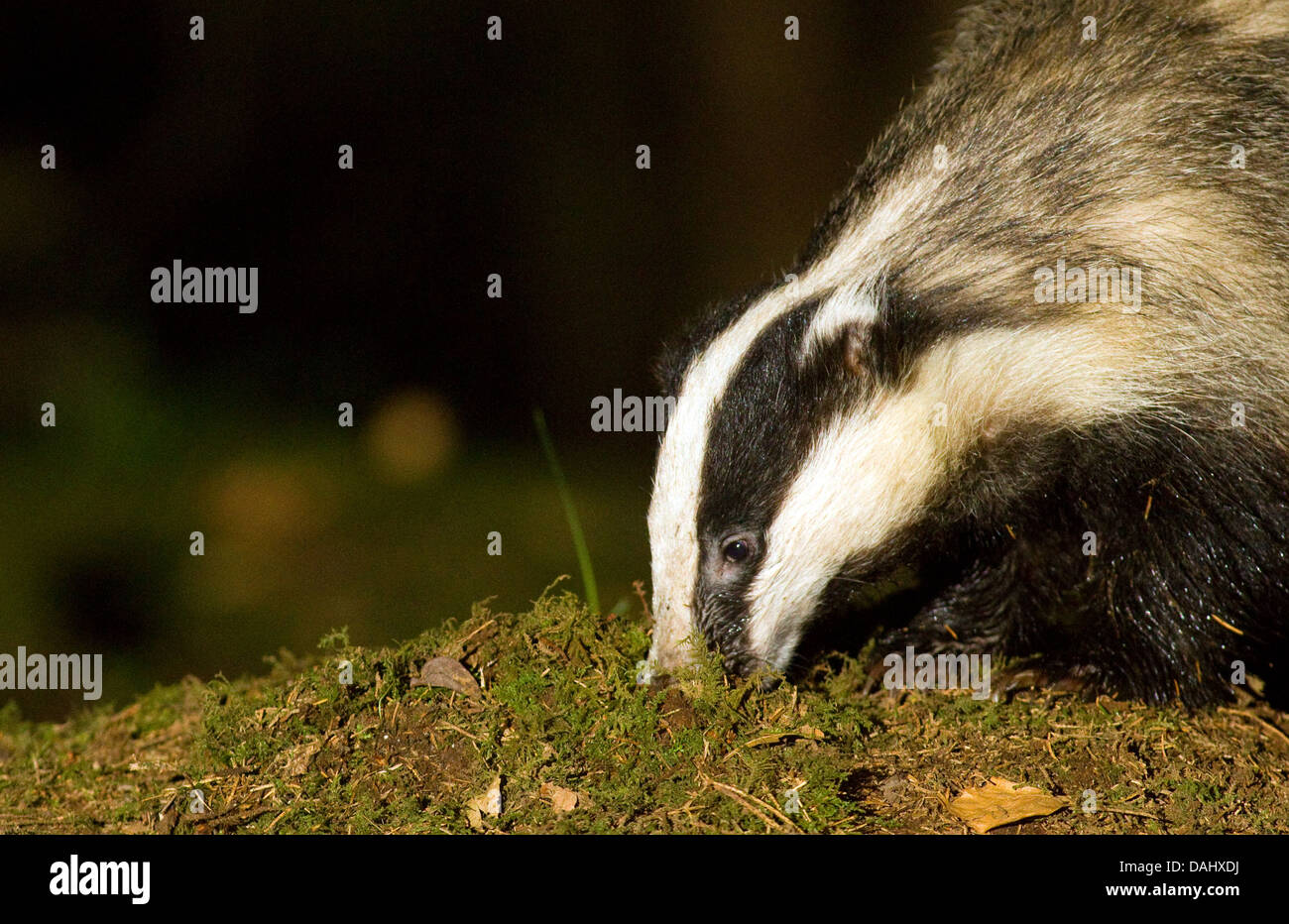 Badger in forest clearing Louth,Ireland Stock Photo