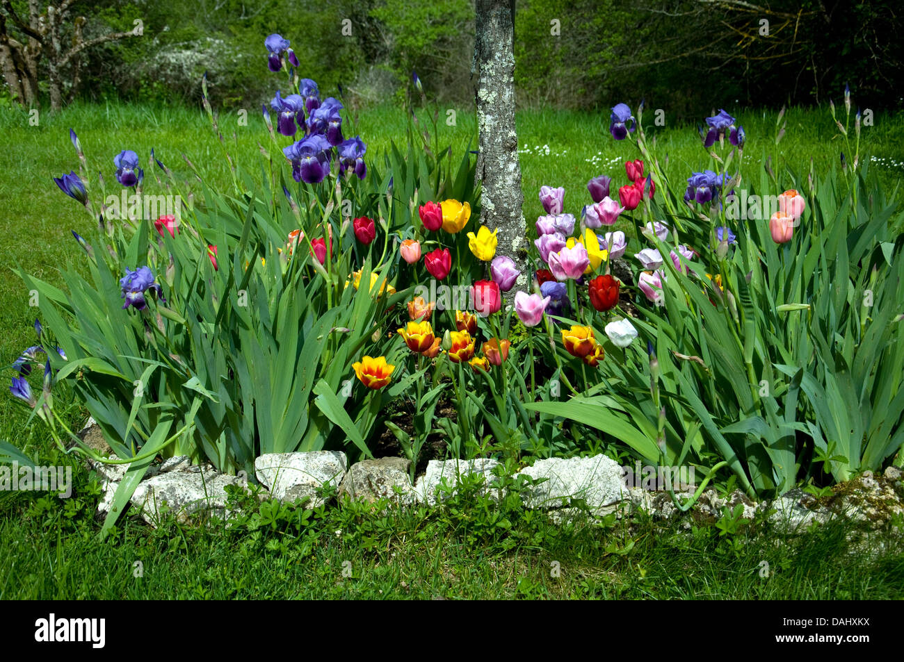 Spring flowers in a French garden Stock Photo