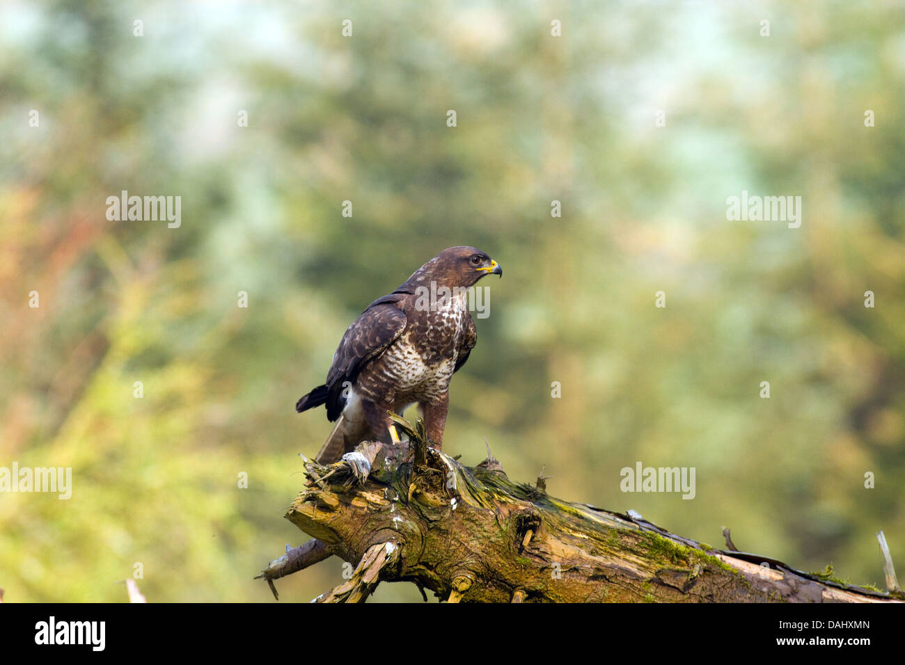 Wild Buzzard on fallen tree,Louth,Ireland Stock Photo