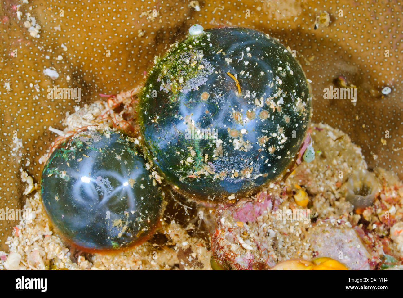 Sailor's eyeballs, Valonia ventricosa, is a single celled algae, Bunaken Marine Park, North Sulawesi, Indonesia, Pacific Stock Photo