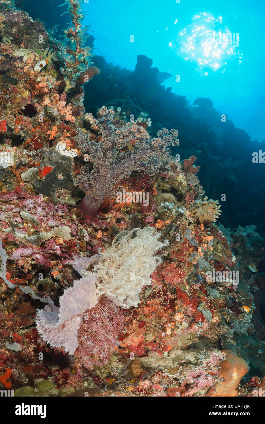 Noble Feather stars, Comaster nobilis, and Umbellate tree coral,  Dendronephthya sp., Bunaken Marine Park, North Sulawesi Stock Photo