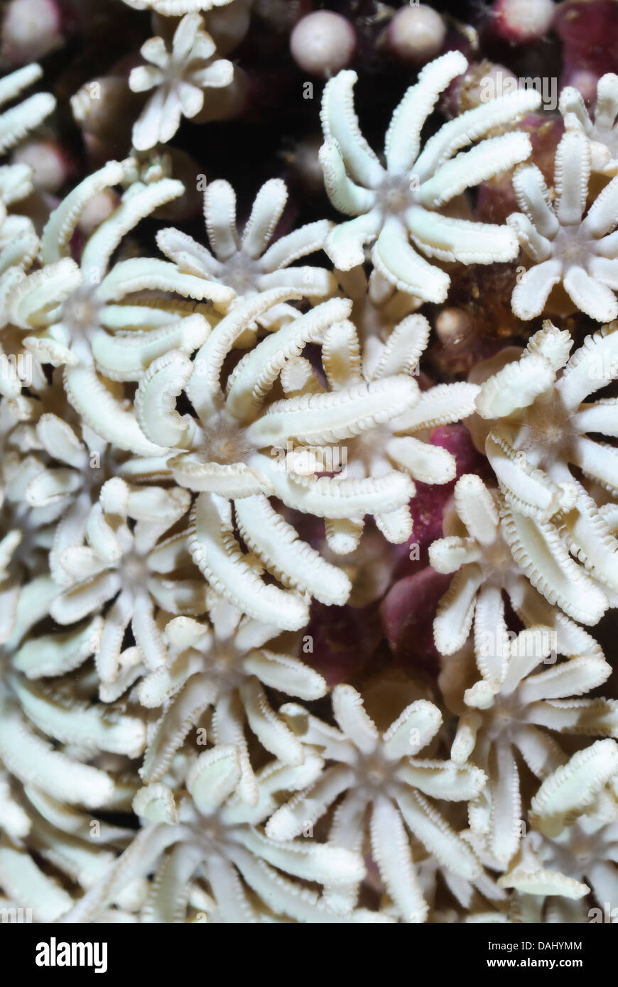 Organ pipe coral polyps, Tubipora musica, Bunaken Marine Park, North Sulawesi, Indonesia, Pacific Stock Photo