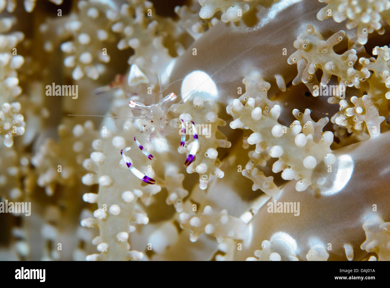 Holthuis' anemone shrimp, Ancylomenes holthuisi, Lembeh Strait, Sulawesi, Indonesia, Pacific Stock Photo