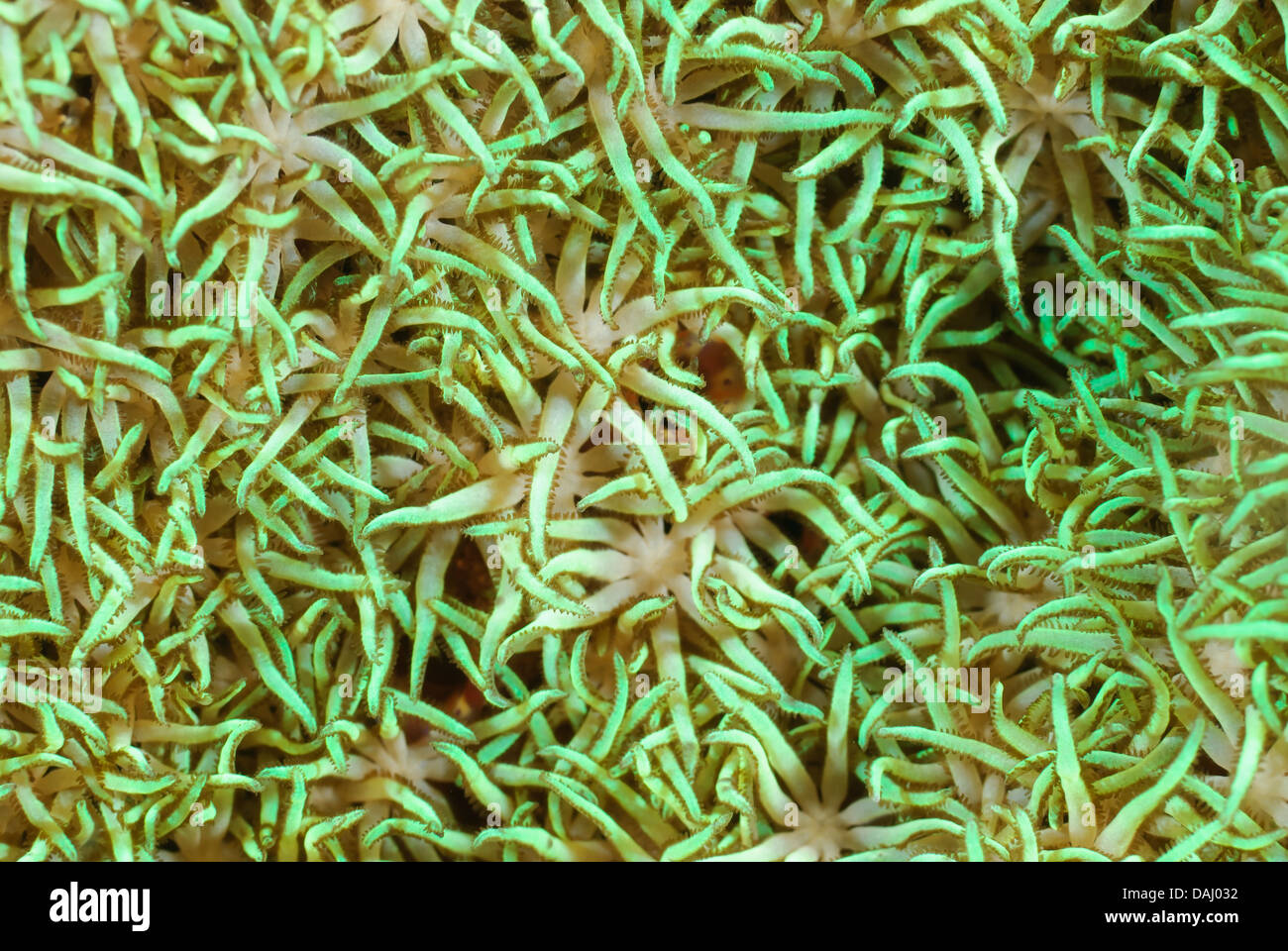 polyps of a tube coral, possibly Tubipora musica, or organ pipe coral, Lembeh Strait, Sulawesi, Indonesia Stock Photo