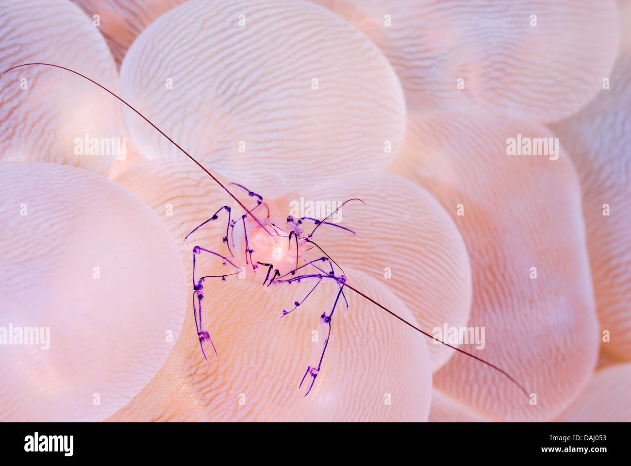 Coleman's bubble coral shrimp, Vir colemani, Lembeh Strait, Sulawesi, Indonesia, Pacific Stock Photo